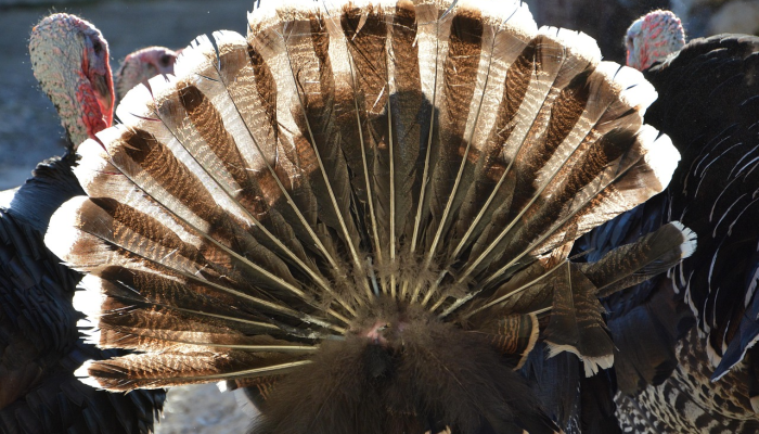 土耳其疫情最新资讯：了解最新动态，保护您的健康