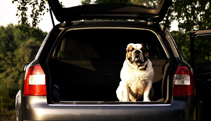 捷豹最新疫情:全球公共卫生的前沿观察 捷豹最新疫情:全球公共卫生的前沿观察