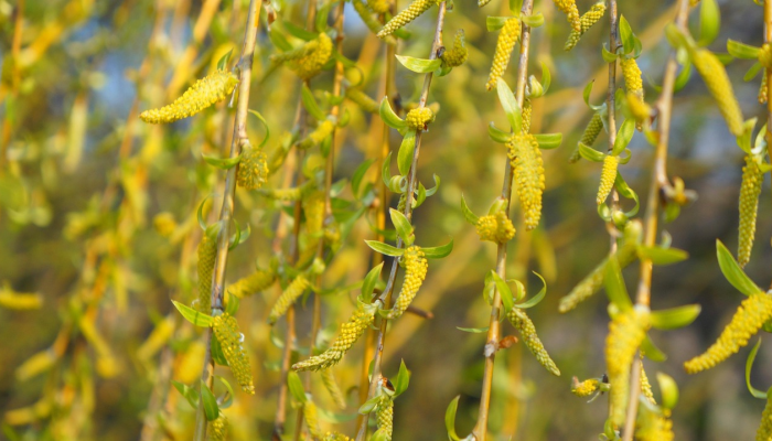 疫情最新各地：全球健康动态分析
